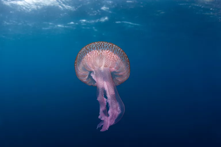 lions mane jelly