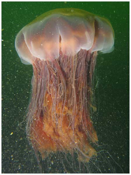 jellyfish